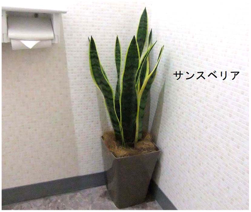 トイレのサンスベリア